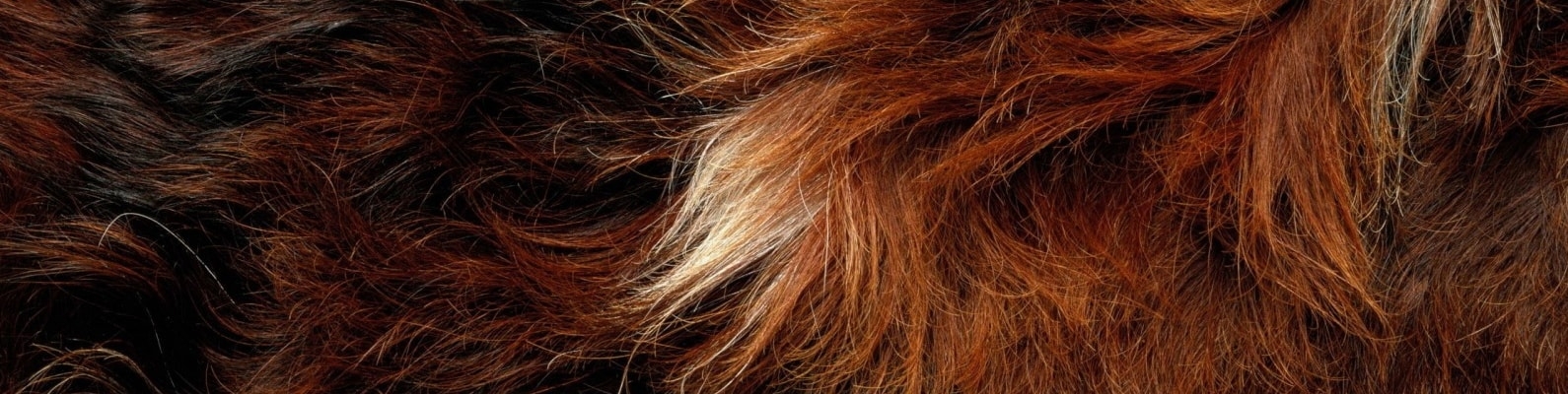 hair, fur, animal