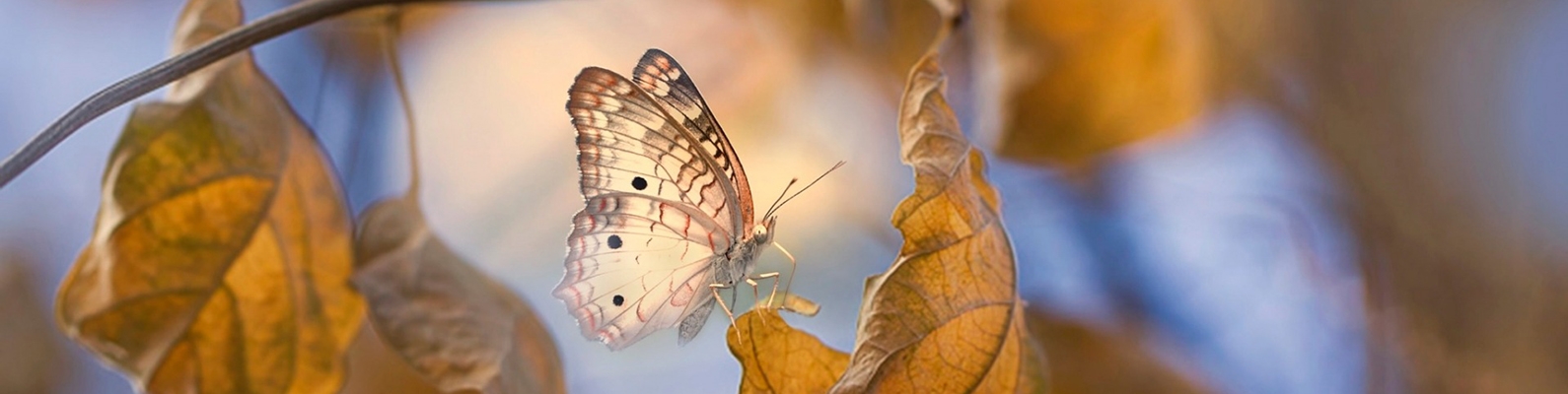 макро, бабочка, ветки, Eleonora Di Primo, осень, листья